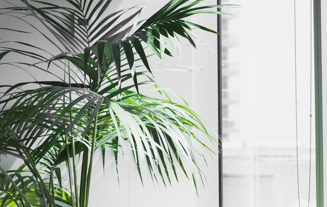 Indoor plant in bright, clean air